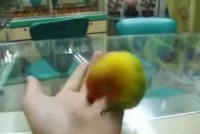 Попугай, который видел секс