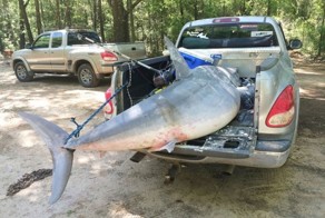 Американский рыбак поймал на удочку акулу весом 365 кг