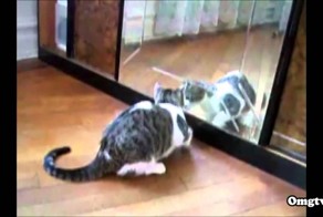 РЕАКЦИЯ КОТОВ И КОШЕК НА ИХ ОТРАЖЕНИЕ