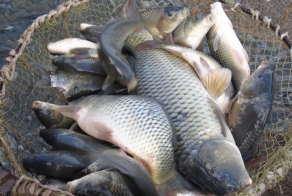 Ловля на фидер  