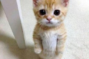 Кошачий зов