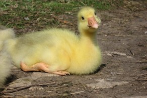 Домашний Гусь