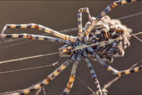 Аргиопа дольчатая - один из самых красивых видов пауков Крыма