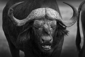 Лучшие фотографии National Geographic за май