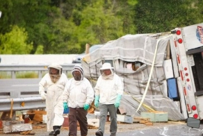 Перевернулся грузовик с пчелами