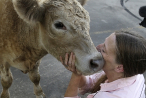 Теленок Герой получил протезы