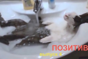 Забавные животные:)
