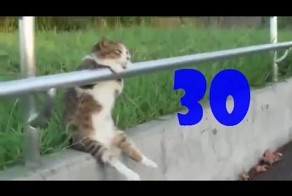 Смешные коты