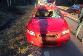 Лосенок, родившийся в ДТП с беременной лосихой