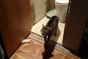 Чоткий кот  - старший по туалету