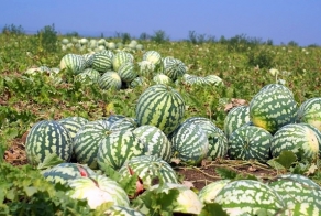 Про нашу находчивость (и арбузы) 