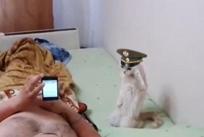 Кот-патриот