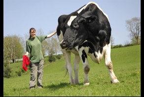 Гигантский бык Чилли