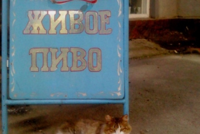 Уральские кошаки