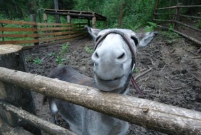 Зоопарк на телецком озере