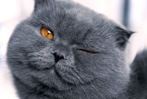 Пост добра и котиков!