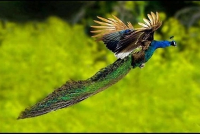 Сказочный полет