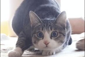 20 веселых гиф про животных и млекопитающих