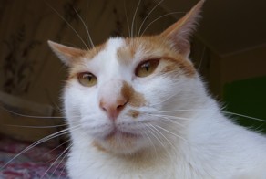 Краш тест кота))) (на видео в ссылке)