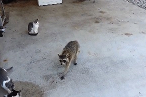 9 гив-анимаций с енотом