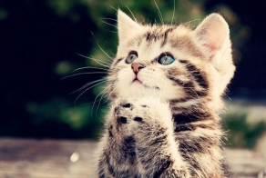 Животные воришки