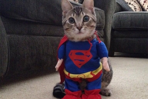 Мой хозяин идиот