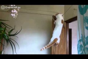 Настоящий цирковой кот