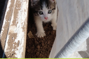 Утро Барсика