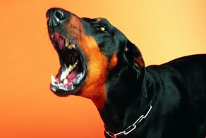 Как реагировать, если на вас нападает собака 