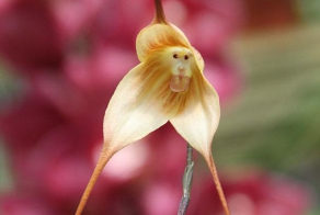 Цветы, которые выглядят, как нечто иное.