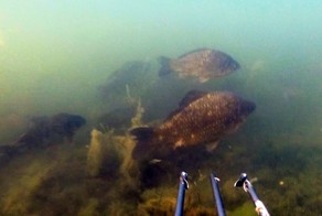 подводный шутер от первого лица (мутирующий морсокй карась)