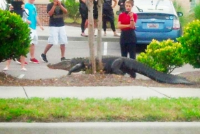 Как команда копов крокодила вязала