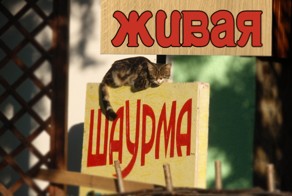 Нашел кота....
