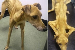 В Британии хотят засудить хозяина этой собаки