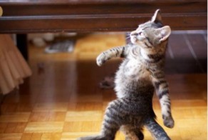 У кота парадная походка=)