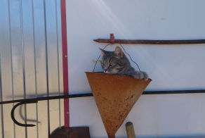 Наш пожарный кот.