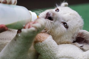 В венгерском зоопарке появились очаровательные белые львята