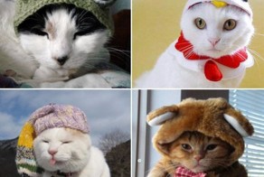 Я кот, а не манекен