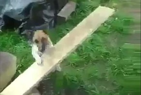 Вот что происходит, когда у инженера есть собака