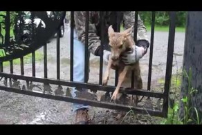 Спасение олененка "Бемби"