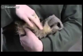 Реакция сурикатов на щекотку )))))))