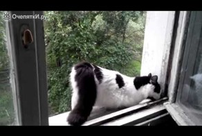 Кошка реагирует попой=)