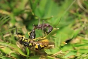 Эпический бой муравья и осы