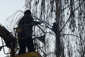 Почему не стоит сразу снимать котов с деревьев