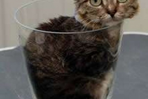 Самый маленький кот в мире