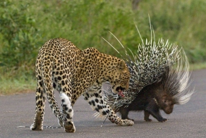 Схватка леопарда и дикобраза