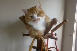 Хороший сон кота