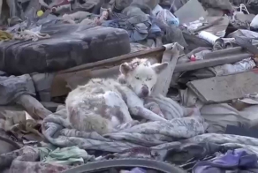 преданный друг