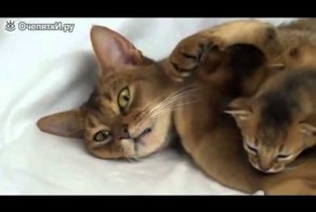 Мама кошка и её котята