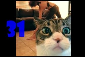 Смешные кошки
